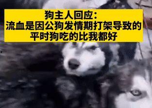 关于狗的爆料视频,视频爆料揭露不为人知的秘密  第3张